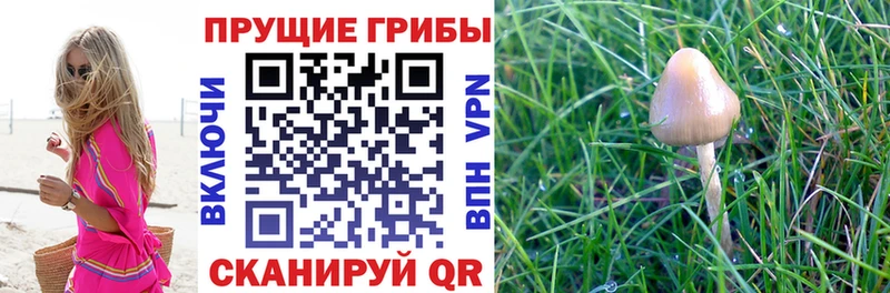 Купить  Геленджик  Галлюциногенные грибы прущие грибы 
